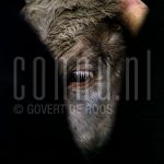 Stock Animals Cow
KOE, June 15, 1990.

[keywords]Headshot, Eye[/keywords]